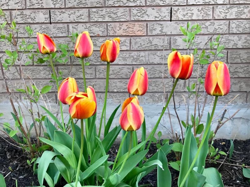 /2017/-came-up-nicely/image0