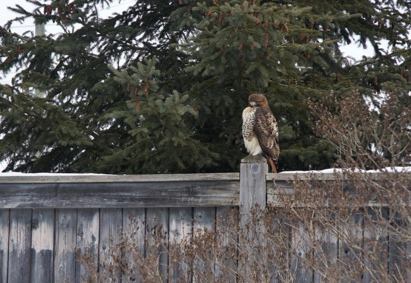 /2018/this-guys-been-sitting-on-our-back-fence-for-a/image0