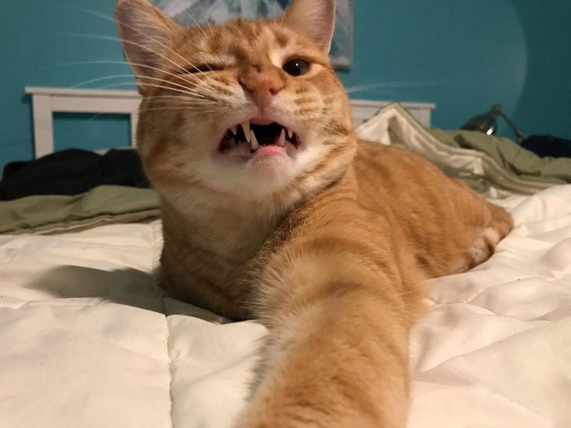 /2019/majestic-af/image0