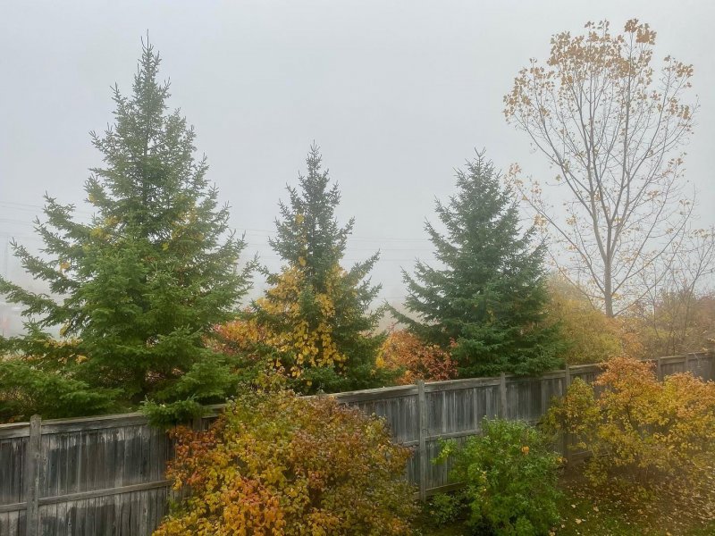 /2020/foggy-morning-shotoniphone-fog-foggy-foggymorning/image0