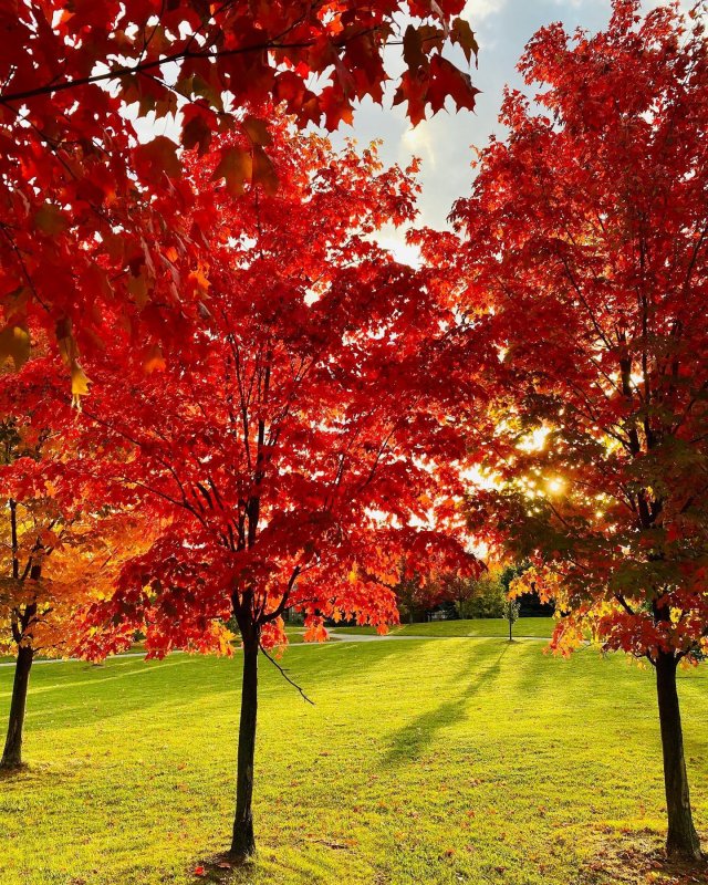 /2020/more-fall-coloursshotoniphone-autumn-leaves-trees/image0