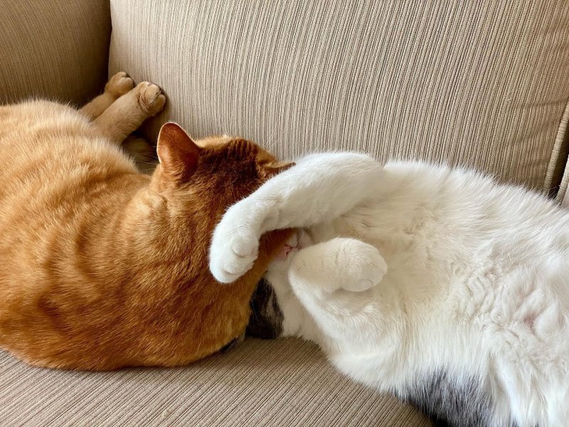 /2020/untitled-19/image0